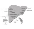 Бемпедоєва кислота: механізм дії та застосування при атеросклеротичних серцево-судинних захворюваннях і цукровому діабеті
