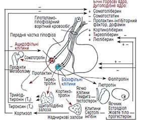Принцип прямих і зворотних негативних зв’язків регуляції ендокринних функцій та можливості використання методів поляризаційної біомедичної оптики в діагностиці вузлового зоба