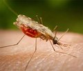 Педиатрические аспекты малярии