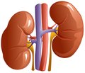 Technologies for preserving kidney function in patients with chronic kidney disease and hyperuricemia