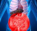 Возрастные характеристики моторных нарушений при воспалительной патологии органов пищеварения