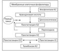 Циклооксигеназа: физиологические эффекты, действие ингибиторов и перспективы дальнейшего использования парацетамола (аналитический обзор)